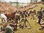 Pferd, Kavallerie, Heeresfeldwagen, Feldwagen, Reiter, Wehrmacht, historisches Farbfoto, Originalaufnahme